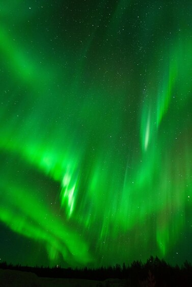 The Northern Lights over a forested landscape. 4