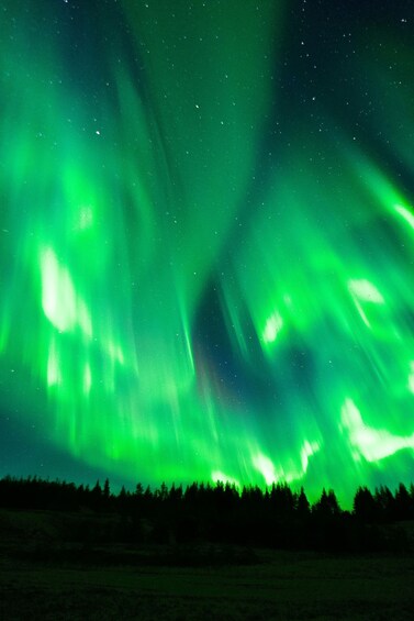 The Northern Lights over a forested landscape. 5