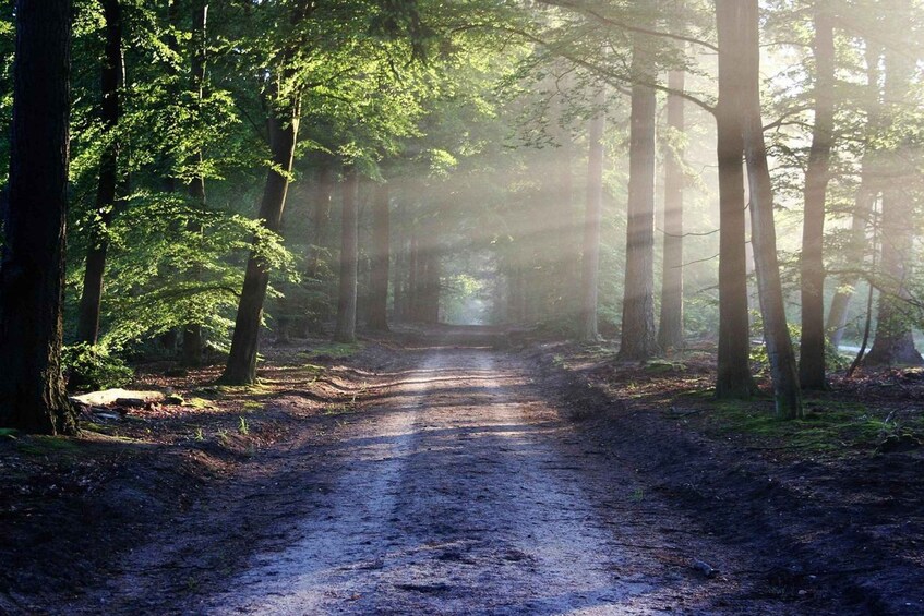 A forest path with tall trees and sunlight filtering through. 1