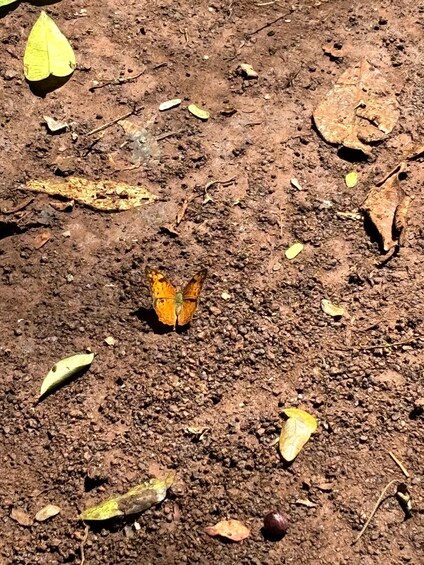 A butterfly on the ground among dry leaves and soil. 4