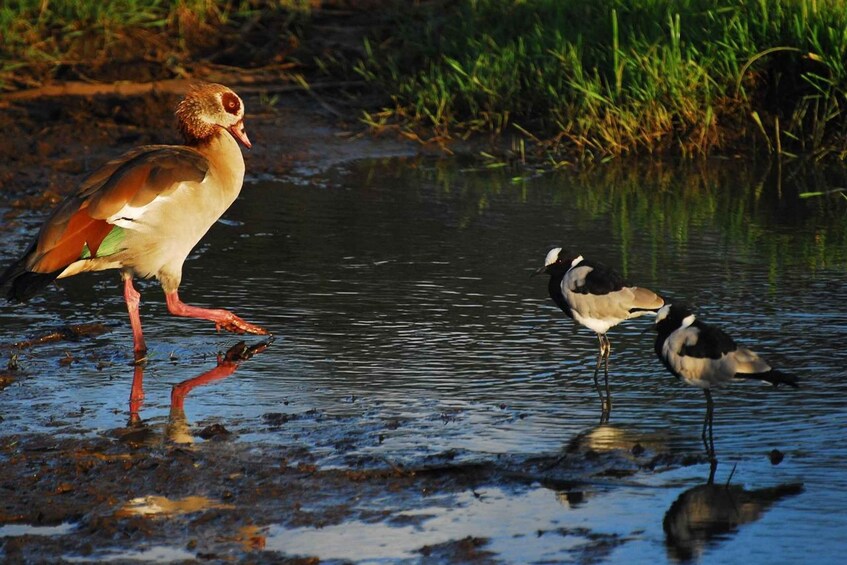A bird standing in shallow water with reflections of other birds. 2