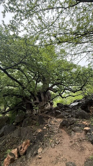 A rocky trail with a large tree with extensive branches. 4