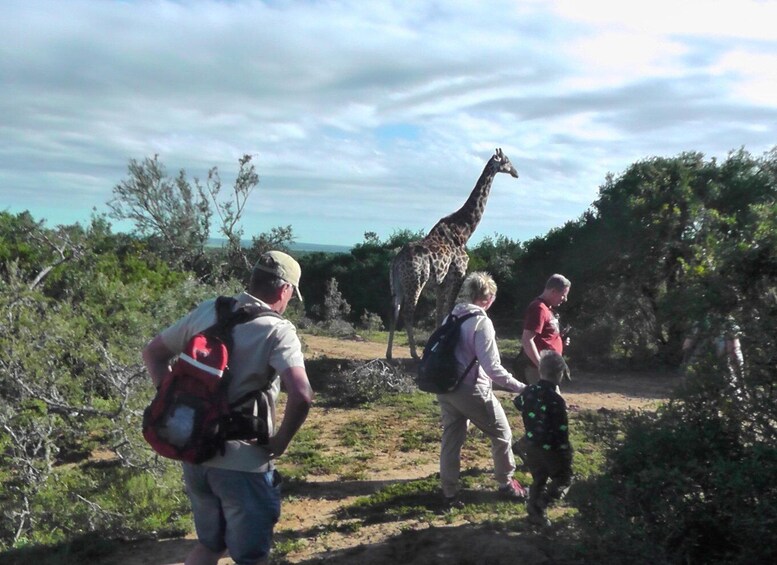 Un gruppo di persone che osserva una giraffa nel suo ambiente naturale. 4