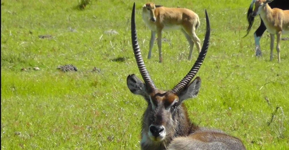 Un antilope kudu con corna prominenti in un campo erboso. 5