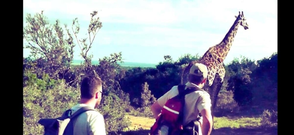 Due persone che osservano una giraffa nel suo ambiente naturale. 1