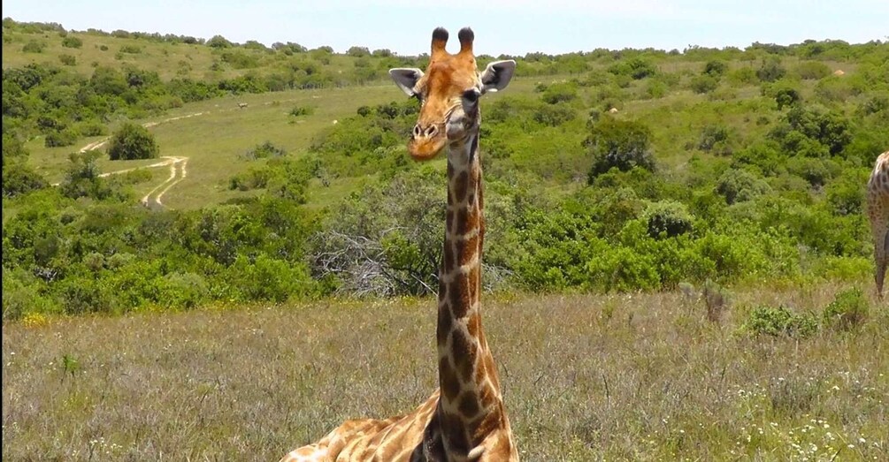 Una giraffa in un prato erboso, con un paesaggio collinare sullo sfondo. 2