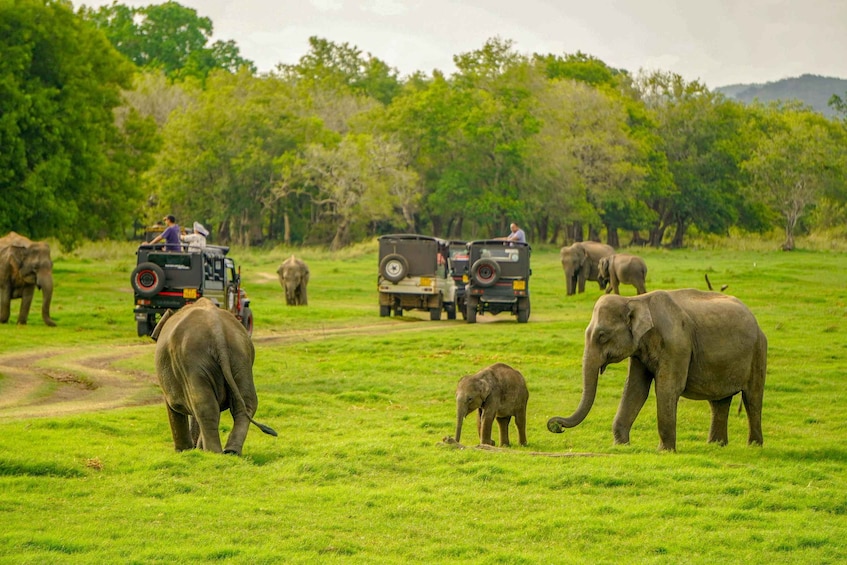 A safari with elephants and vehicles in a grassy field. 3