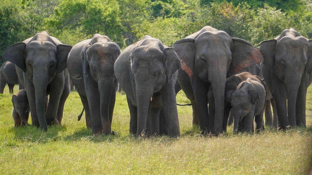 All Inclusive Hurulu Eco Park Morning & Evening Safari 1