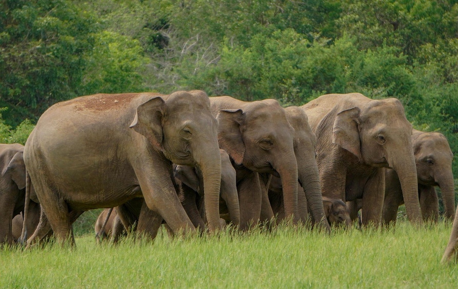 A herd of elephants in a grassy field with trees in the background. 2