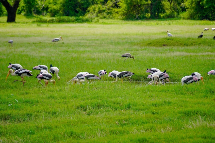 A flock of storks in a grassy field. 5