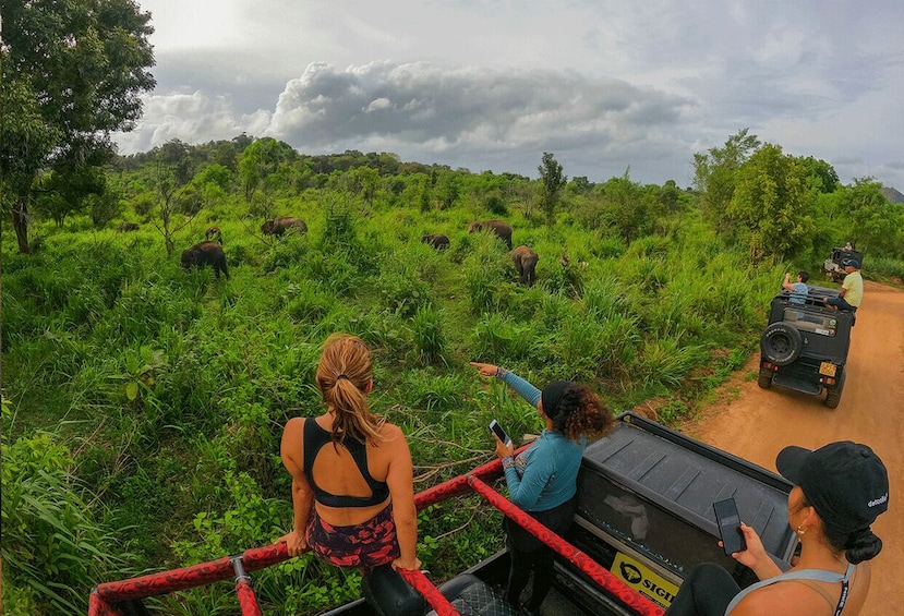 A group of people observing elephants in a lush green forest from a vehicle. 4