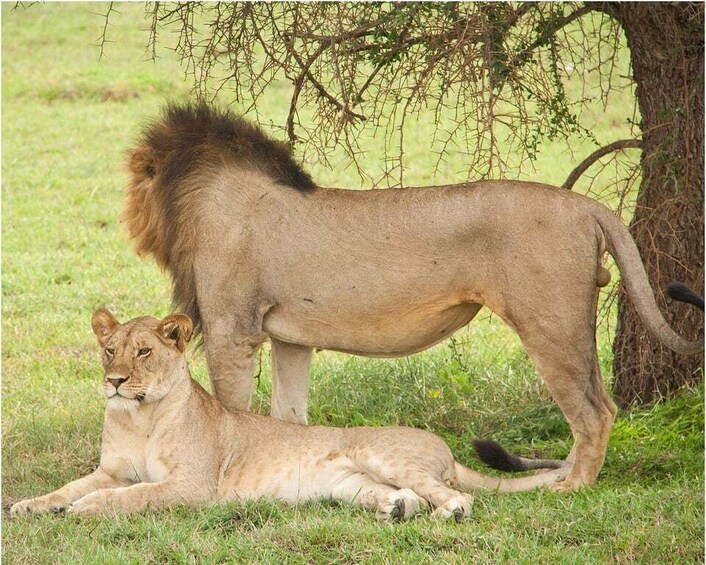 A lion with a prominent mane standing next to a resting lioness in a grassy savannah. 4