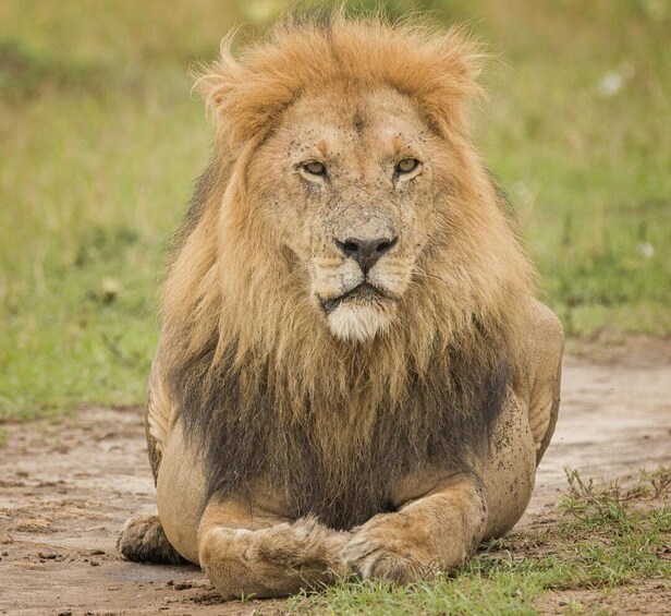A lion lying on the ground in a grassy area. 5