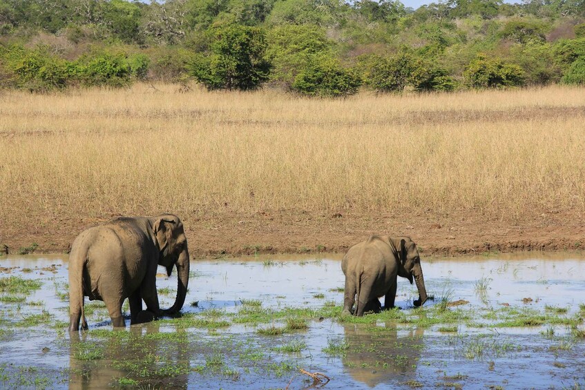 Two elephants in a waterhole surrounded by dry grassland and trees. 3