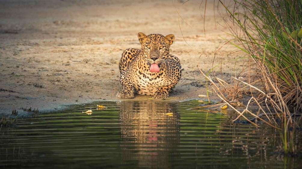 A leopard sitting by a water body with sparse vegetation. 1