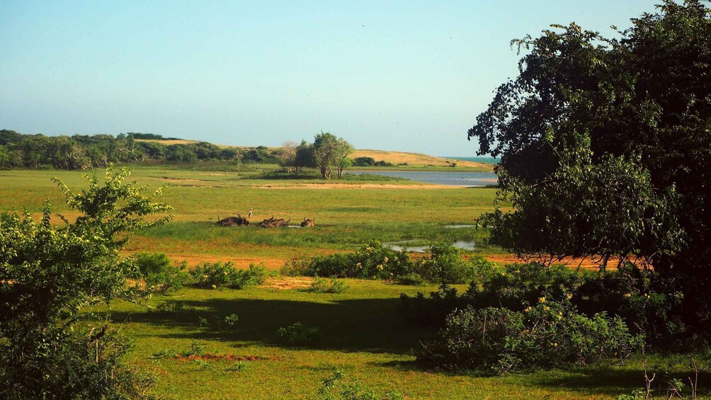 A grassy field with a few trees and a body of water in the distance. 2