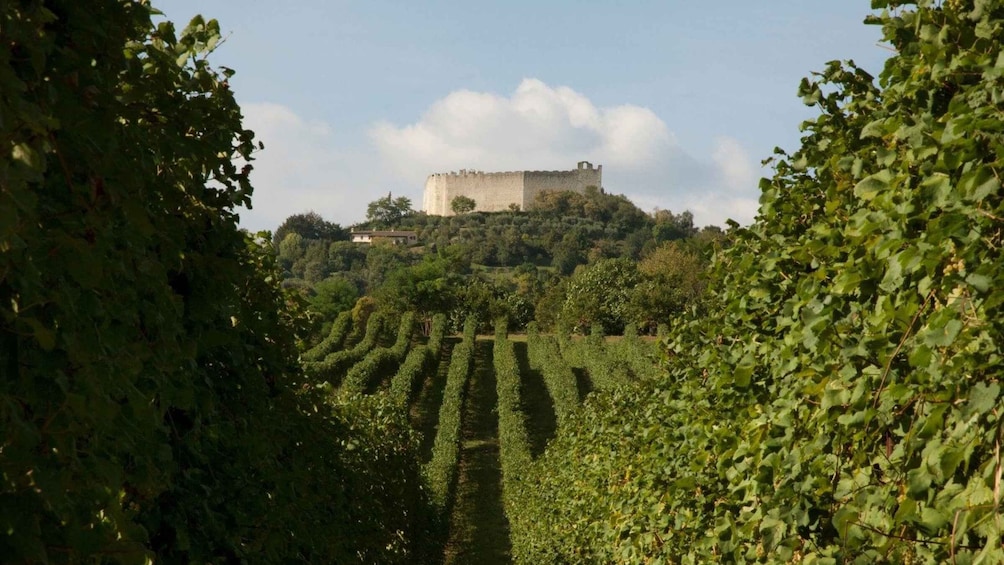 Picture 5 for Activity Asolo: Prosecco and Art - private tour&taste with Sommelier 4