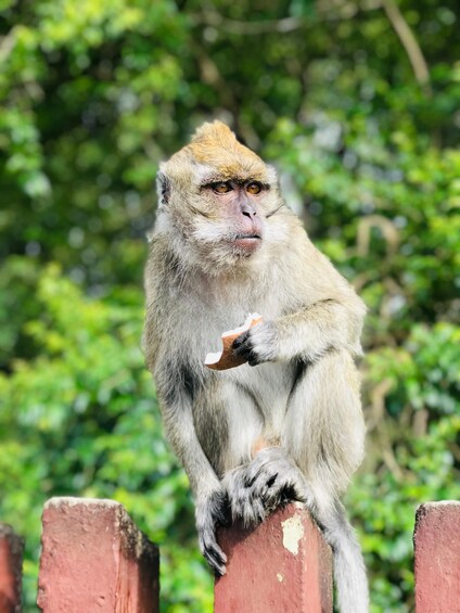A monkey sitting on a red post with green foliage in the background. 4