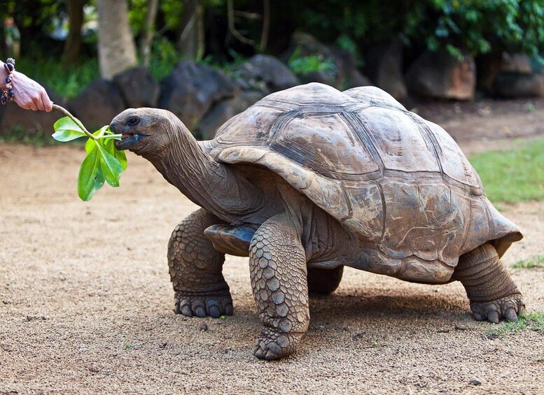 A tortoise with a leaf in its mouth, surrounded by a sandy ground and greenery in the background. 2