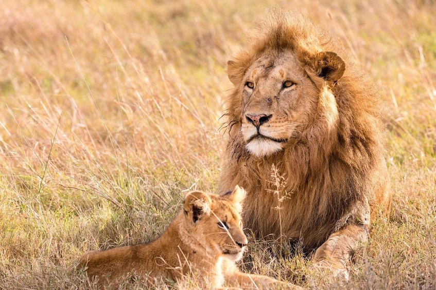 A lion with a cub in a grassy field. 1