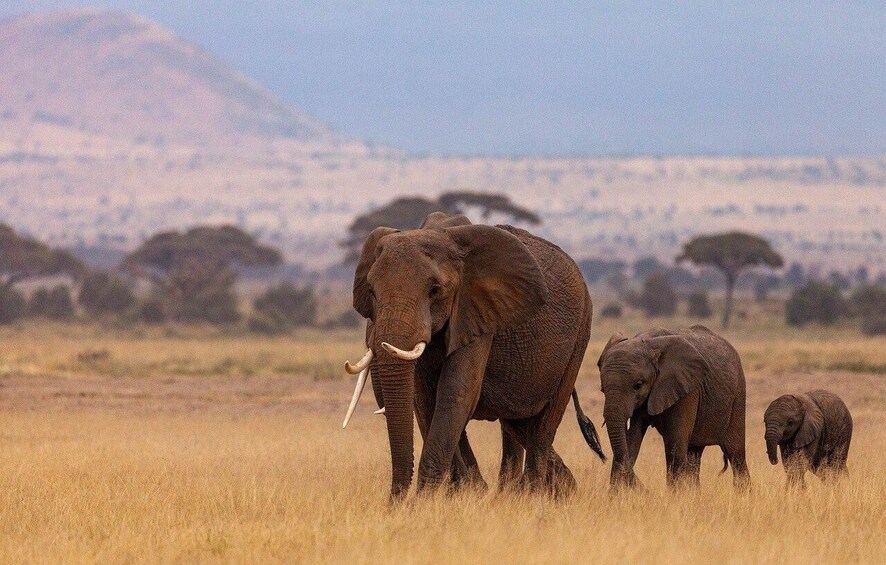 A herd of elephants in a grassy savannah with a mountain in the background. 5