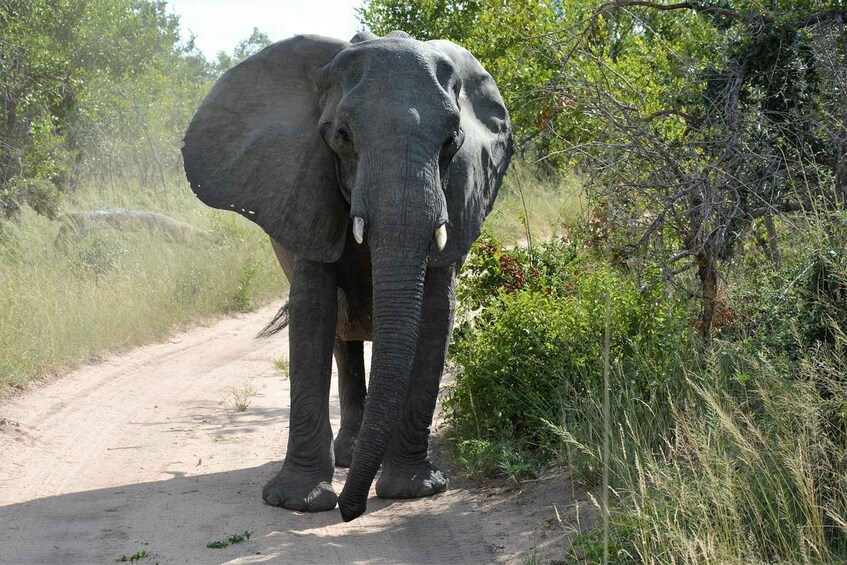 An elephant walking on a dirt path surrounded by greenery. 2