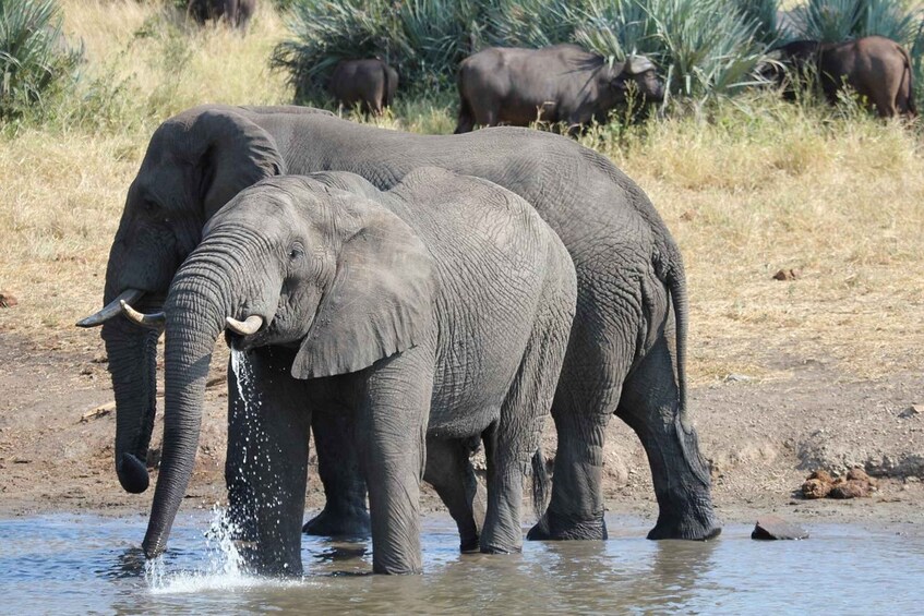 Two elephants standing in shallow water with a dry, grassy landscape in the background. 4