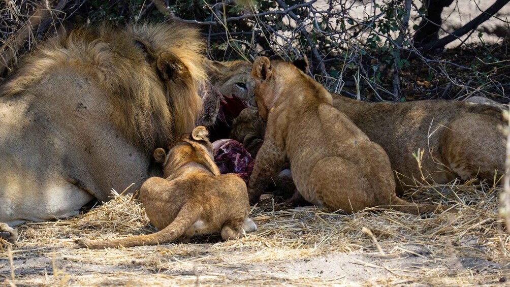 A lion resting with two cubs nearby in a dry grassland area. 1