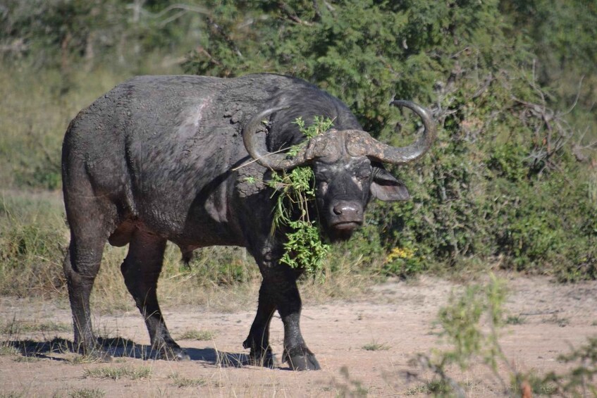 A buffalo with large horns grazing in a dry, grassy area. 3