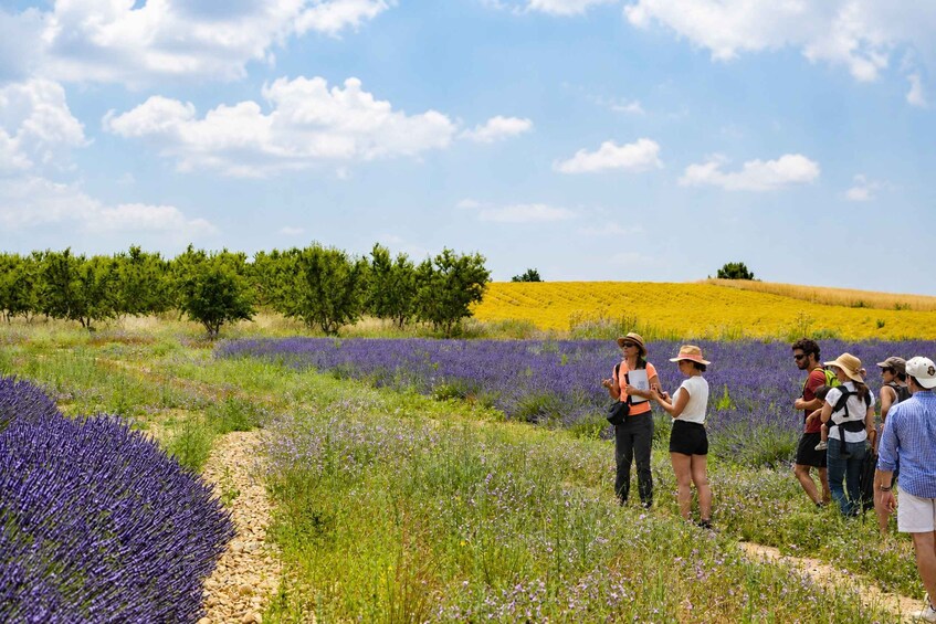 Picture 3 for Activity Valensole : Visit of a winery and lavender farm 2