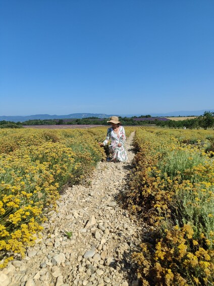Picture 20 for Activity Valensole : Visit of a winery and lavender farm 3