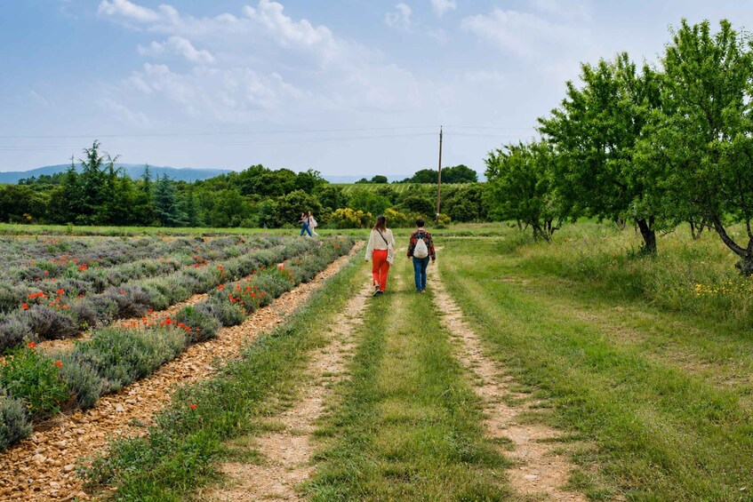 Picture 21 for Activity Valensole : Visit of a winery and lavender farm 5