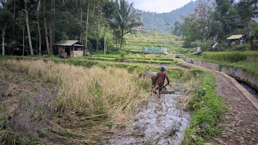 Picture 35 for Activity Bandung Countryside Tour: Waterfall, Rice Fields & Culture 2