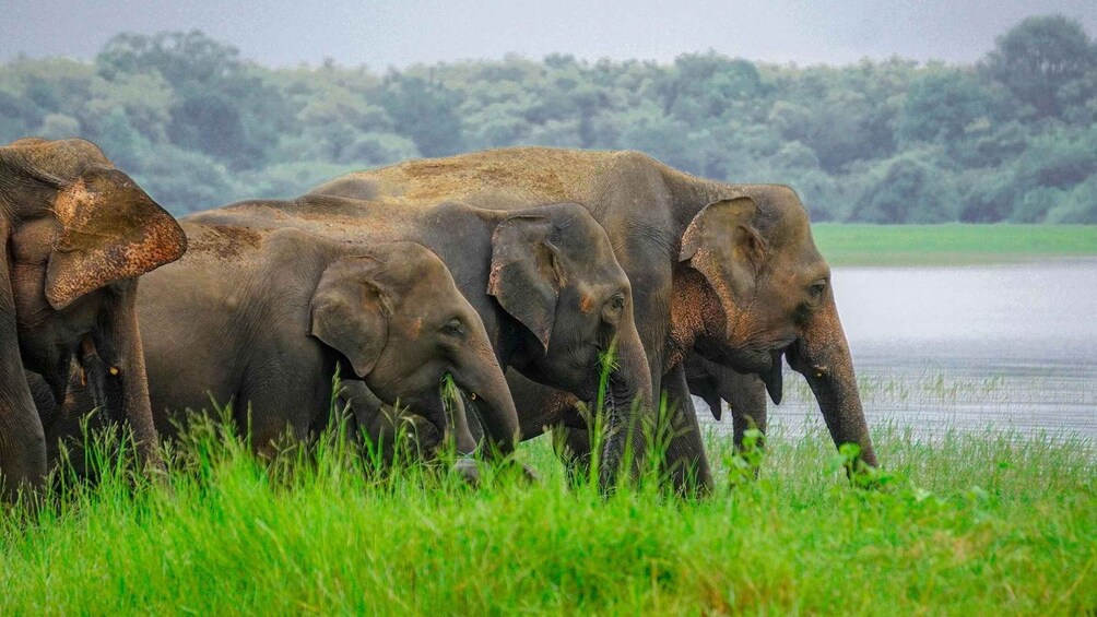 A group of elephants in a grassy area near a body of water. 1