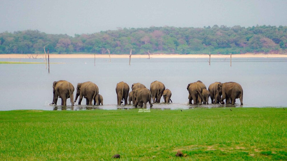 A herd of elephants by a water body with a grassy foreground and a forested background. 4