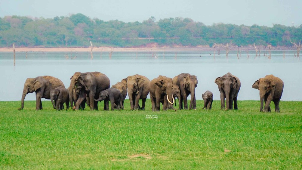 A herd of elephants standing in a grassy field near a body of water, with trees in the background. 3