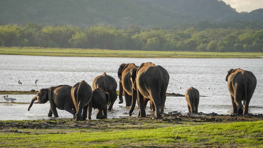 A herd of elephants by a river with a forested background. 2