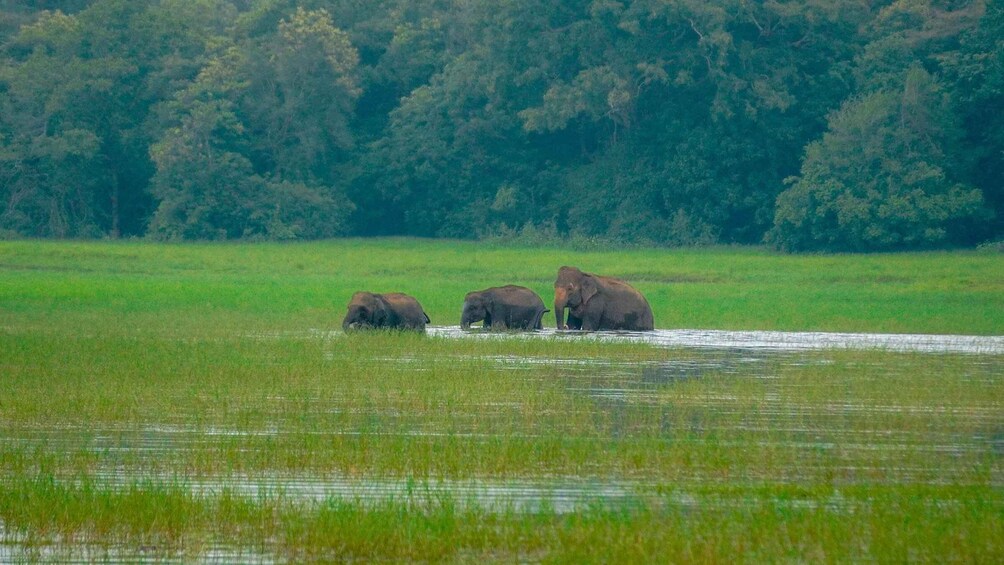 Three elephants in a grassy field with a forest in the background. 5