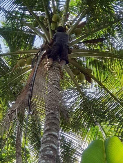 A person climbing a palm tree to harvest coconuts. 4