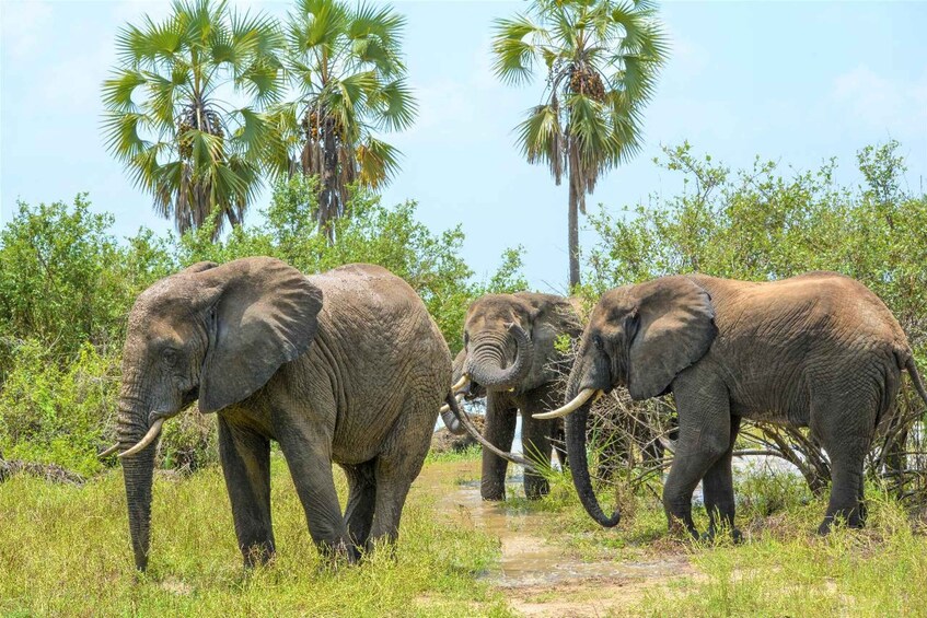 Three elephants walking through a grassy area with palm trees in the background. 2