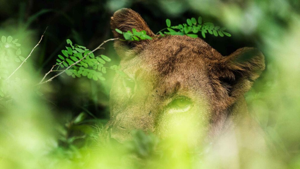 A lion's head emerging from dense green foliage. 1