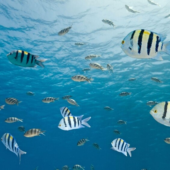Picture 12 for Activity Cotubanamá National Park: Guided Snorkeling & Secluded Beach 2