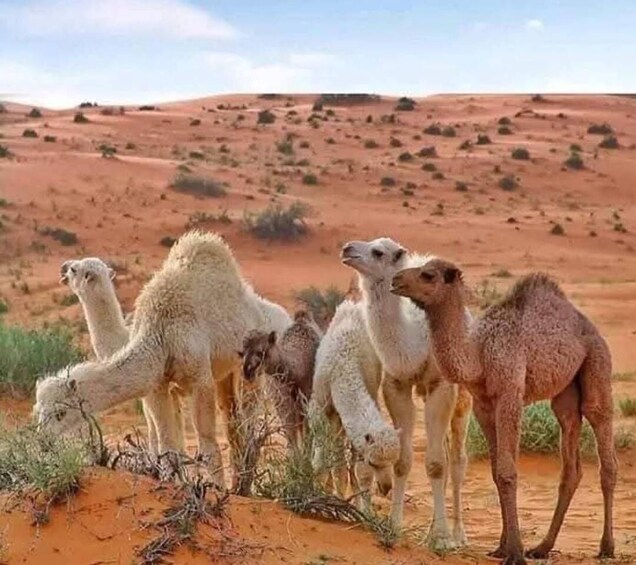 A group of camels in a desert landscape with sparse vegetation and red sand dunes. 1