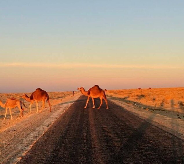 Picture 43 for Activity Djerba & Zarzis: 2 Day Matmata, Chenini & Ksar Ghilane Oasis 3