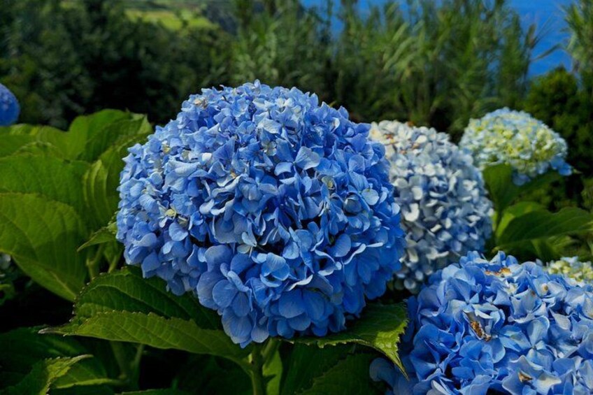 A cluster of blue hydrangea flowers with green foliage in the background. 3