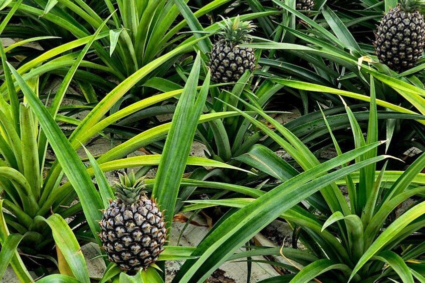 A cluster of pineapples surrounded by green leaves. 2