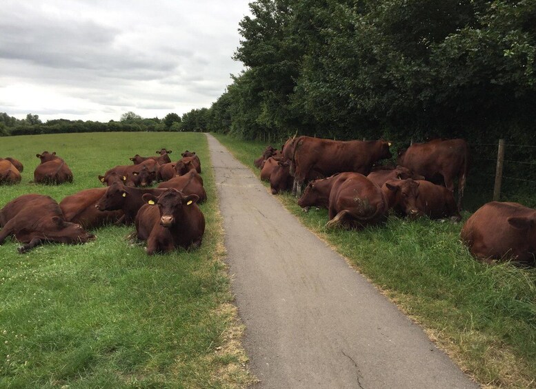 Picture 8 for Activity Cambridge: Grantchester Bike Tour 5