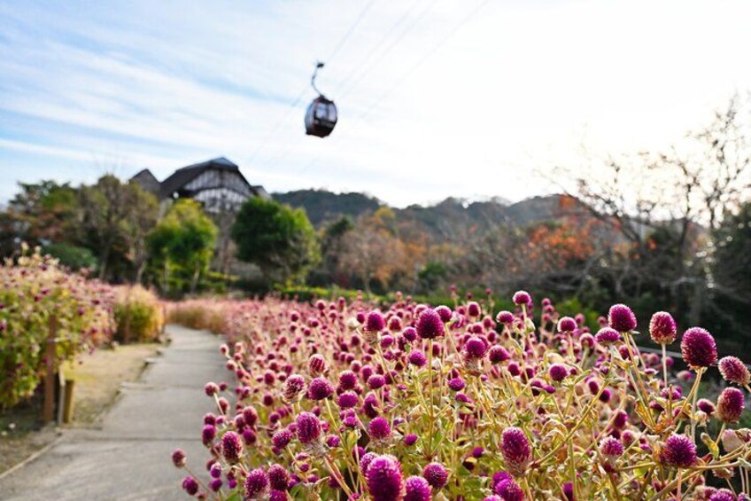 Eine Seilbahn, ein Weg und ein Feld voller violetter Blumen. 2