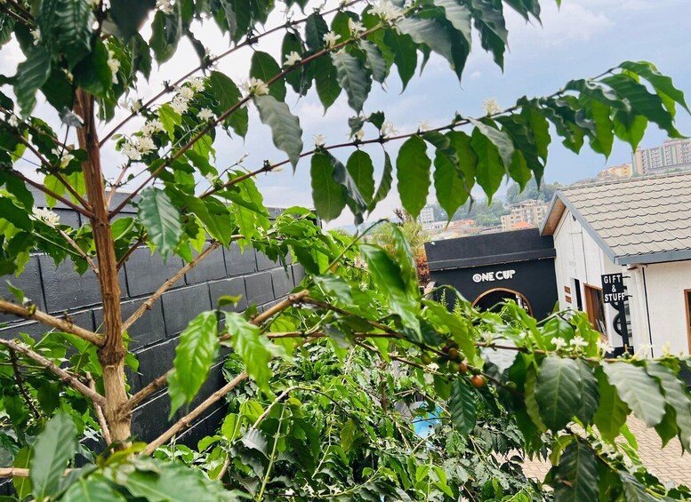 Kigali: Traditional Coffee MasterClass from Farm to Cup 1