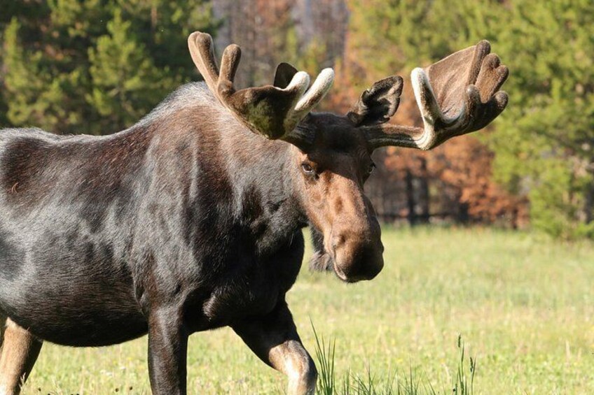 Half-Day Rocky Mountain National Park "Lake and Meadows Tour" 3